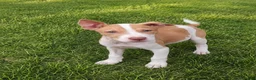 American Bulldog dogs for sale: American Bulldog female - Ad 1