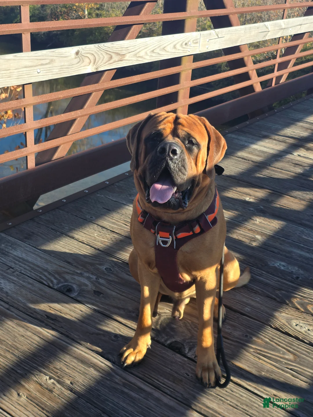 English Mastiff dogs for sale: English Mastiff Puppy 1 - Ad 3