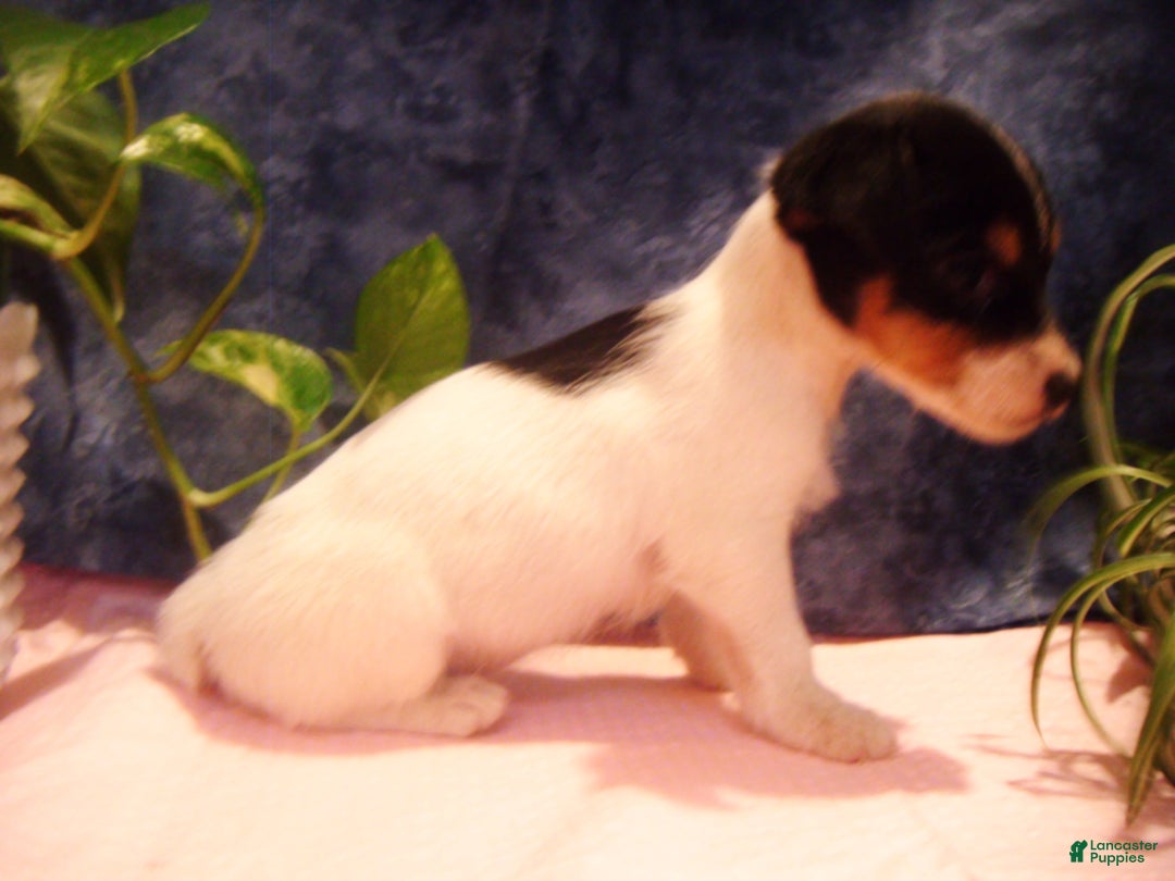 Jack Russell Terrier dogs for sale: Bubbles - Ad 3