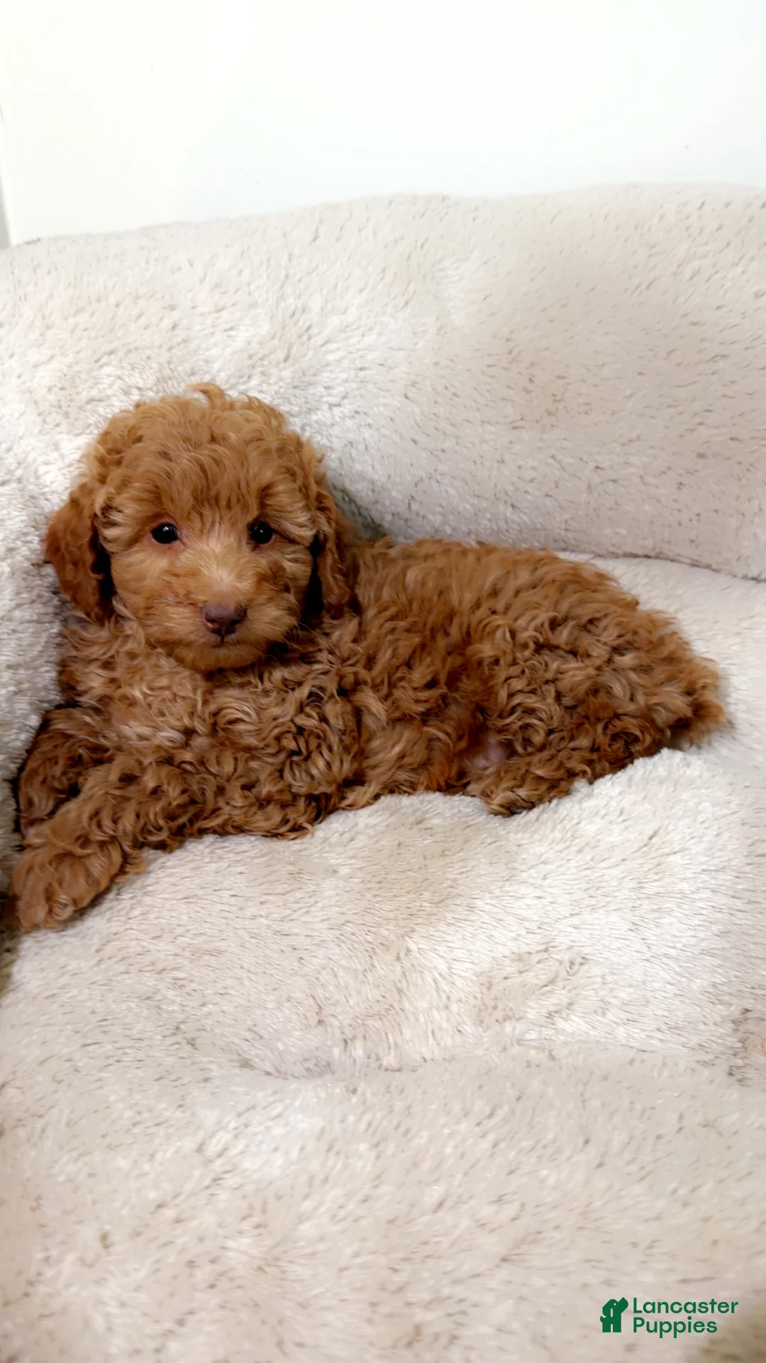 Maltipoo dogs for sale: Louie  - Ad 2