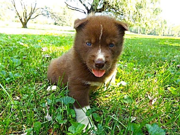 Siberian Husky dogs for sale: Siberian Husky male #8 - Ad 2