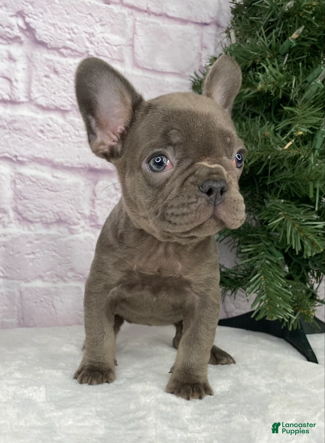 French Bulldog dogs for sale: Paisley  - Ad 4