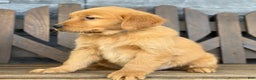 Golden Retriever dogs for sale: Rocky - Ad 2