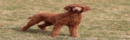 Standard Poodle dogs for sale: Hans - Ad 8