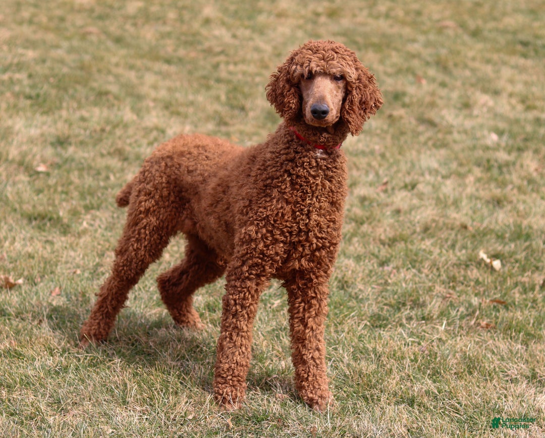 Standard Poodle dogs for sale: Hans - Ad 8
