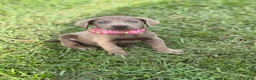 Labrador Retriever dogs for sale: Ralphie - Ad 5