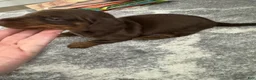 Miniature Dachshund dogs for sale: Miniature Dachshund 2 - Ad 5