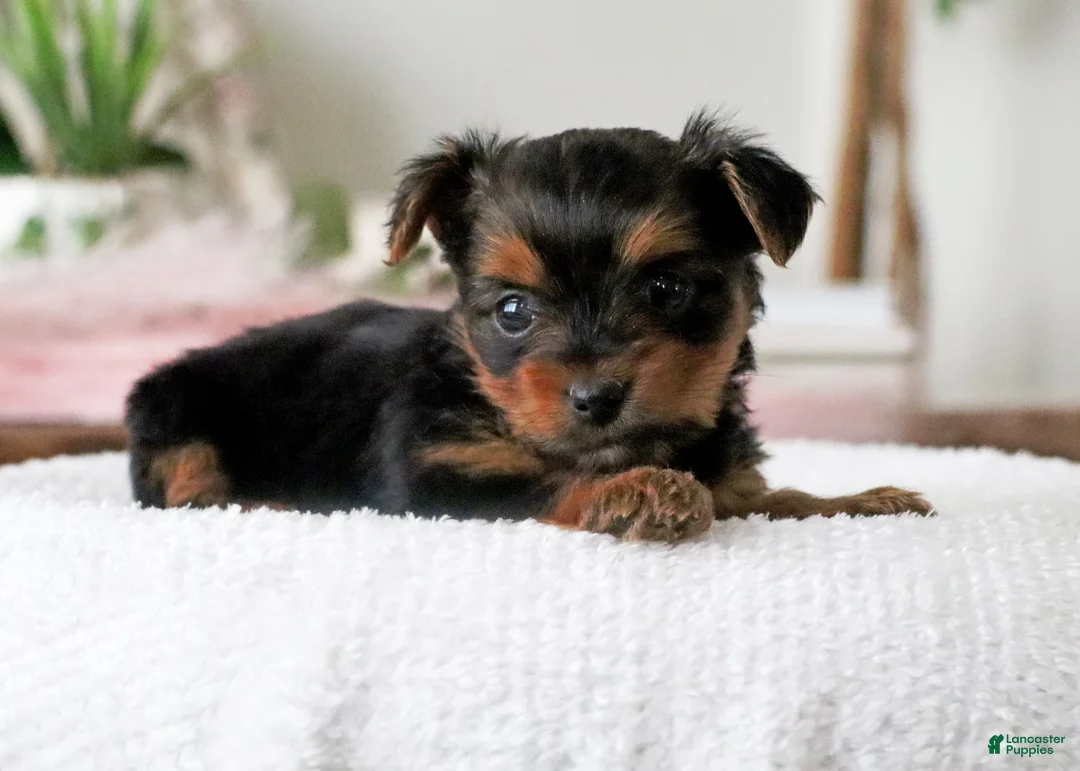 Yorkshire Terrier dogs for sale: Yorkshire Terrier Puppy 1 - Ad 4