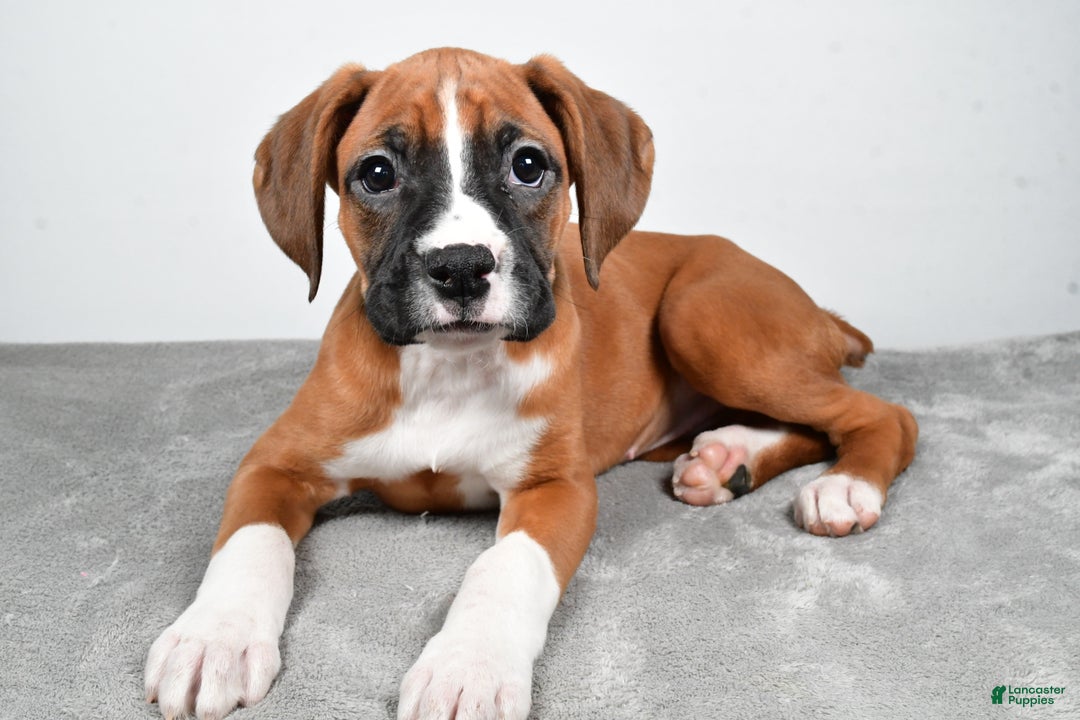 Boxer dogs for sale: Annie - Ad 1