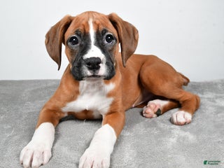 Boxer dogs Annie - Ad 7