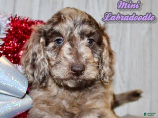 Mixed Breed dogs Joyce - Ad 12