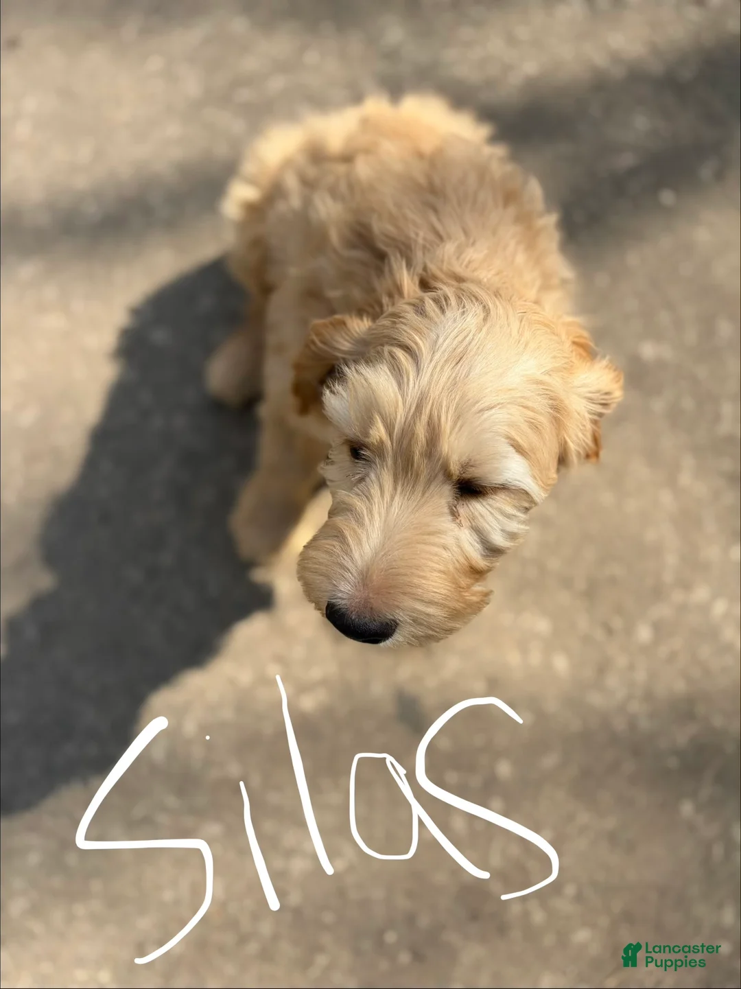 Mixed Breed dogs for sale: Silas - Ad 1