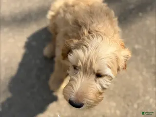 Mixed Breed dogs Silas - Ad 15