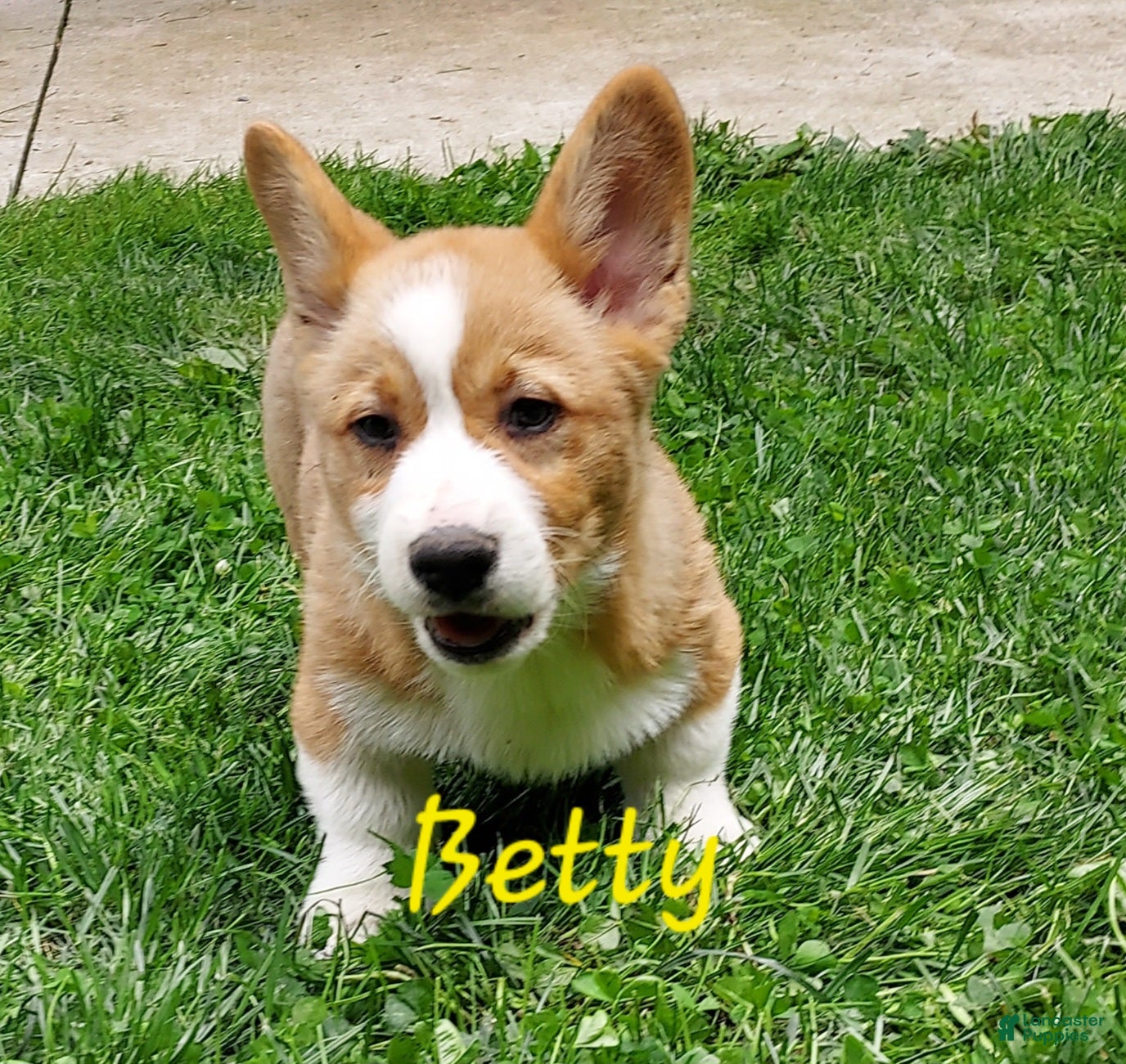 Welsh Corgi Pembroke dogs Betty - Ad 1