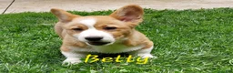 Welsh Corgi Pembroke dogs for sale: Betty - Ad 1