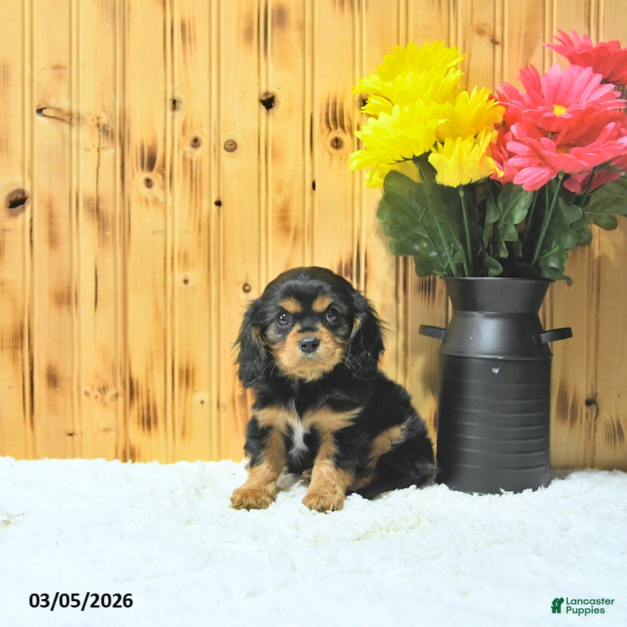 Cavalier King Charles Spaniel dogs Oscar - Ad 1