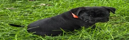 Mixed Breed dogs for sale: Zoey  - Ad 6