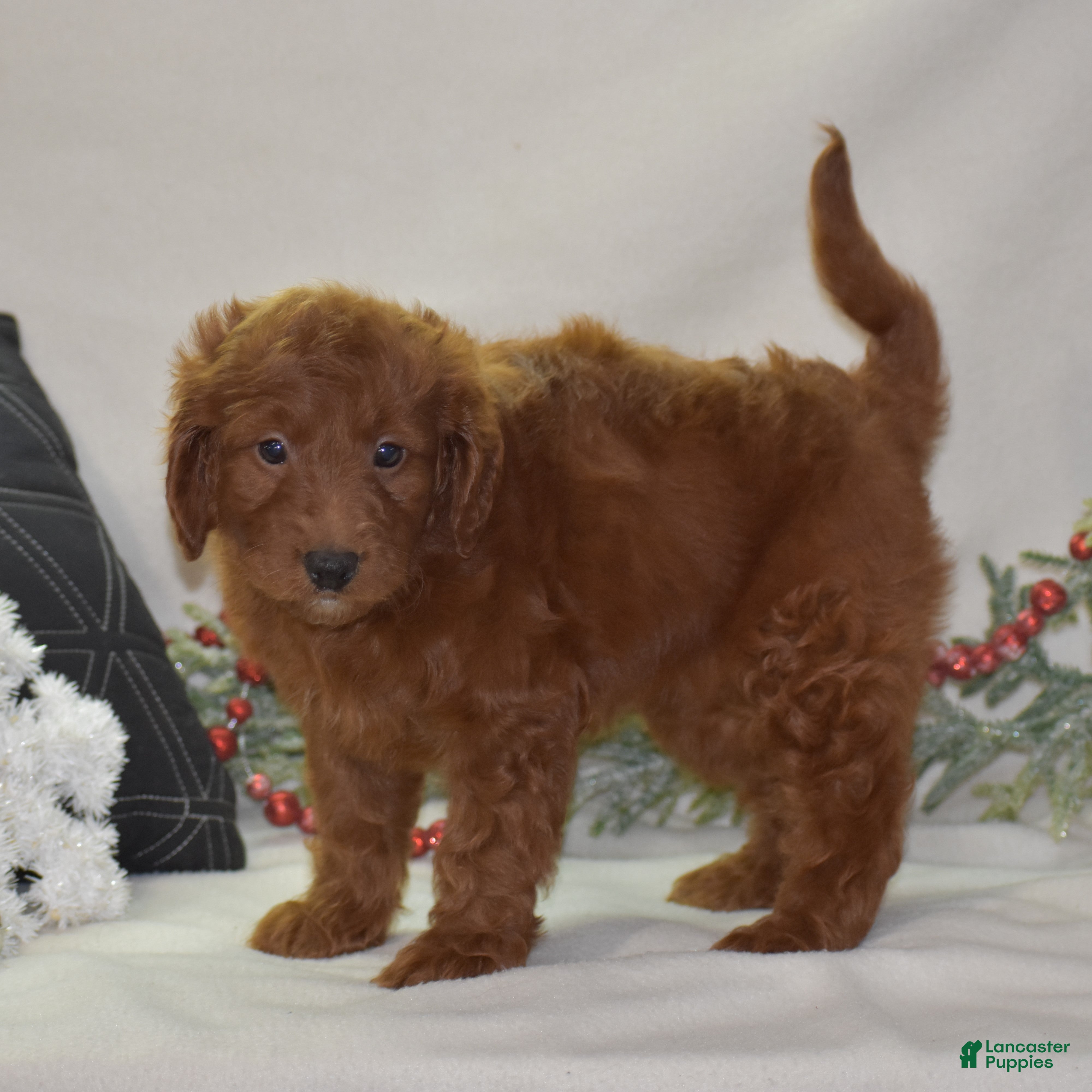 Mini Goldendoodle dogs Glory - Ad 4