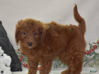 Mini Goldendoodle dogs Glory - Ad 4