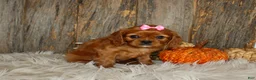 Cavalier King Charles Spaniel dogs for sale: Ruby - Ad 5
