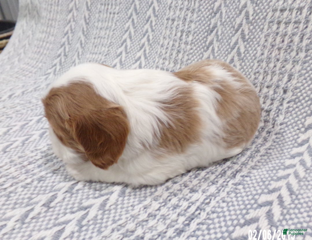 Cavalier King Charles Spaniel dogs for sale: Cavalier King Charles Spaniel Puppy 2 - Ad 11