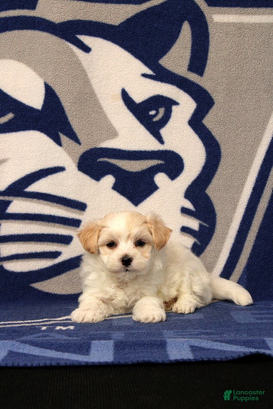 Maltipoo dogs Isaac - Ad 1