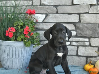 Great Dane dogs - Ad 10