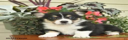 Welsh Corgi Pembroke dogs for sale: Ajax  - Ad 2