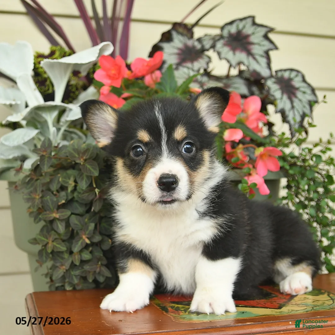 Welsh Corgi Pembroke dogs for sale: Ajax  - Ad 2