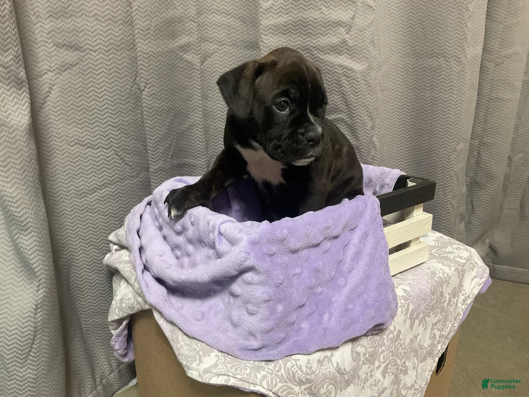 Boxer dogs for sale: 💐DAFFODIL  - Ad 3