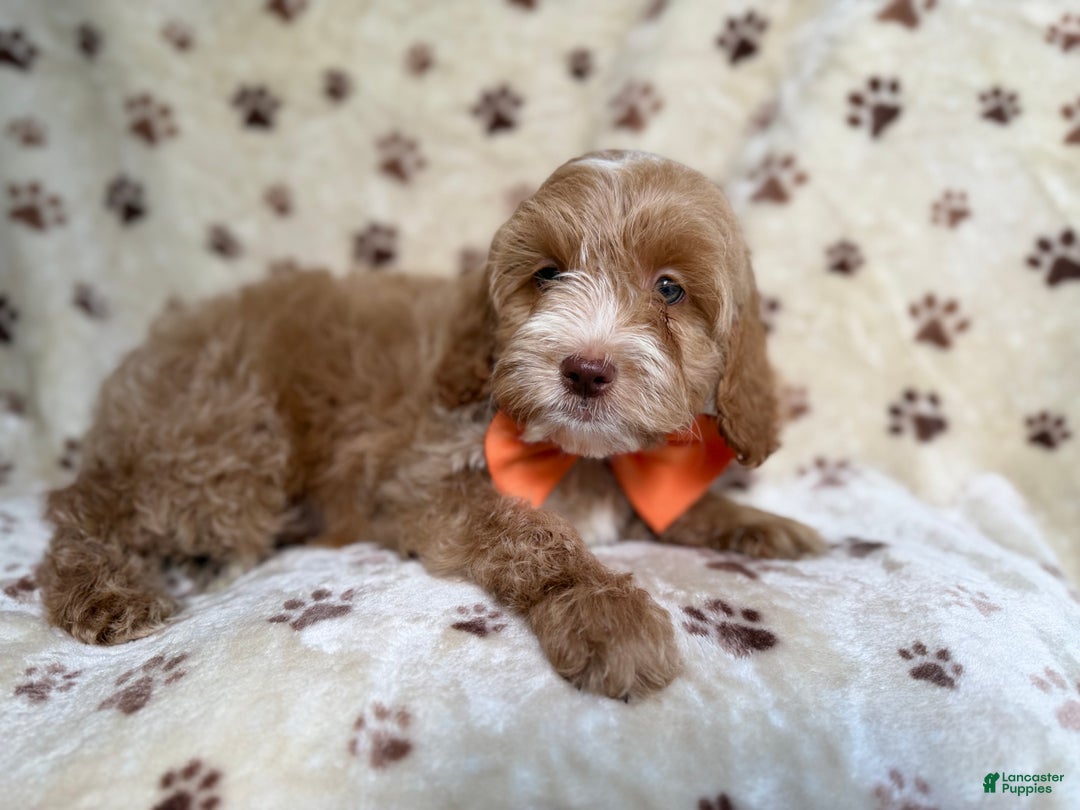 Cockapoo dogs for sale: Breezy - Ad 2