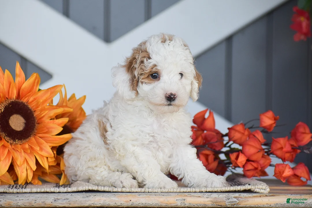 Miniature Poodle dogs for sale: Rockwell - Ad 2