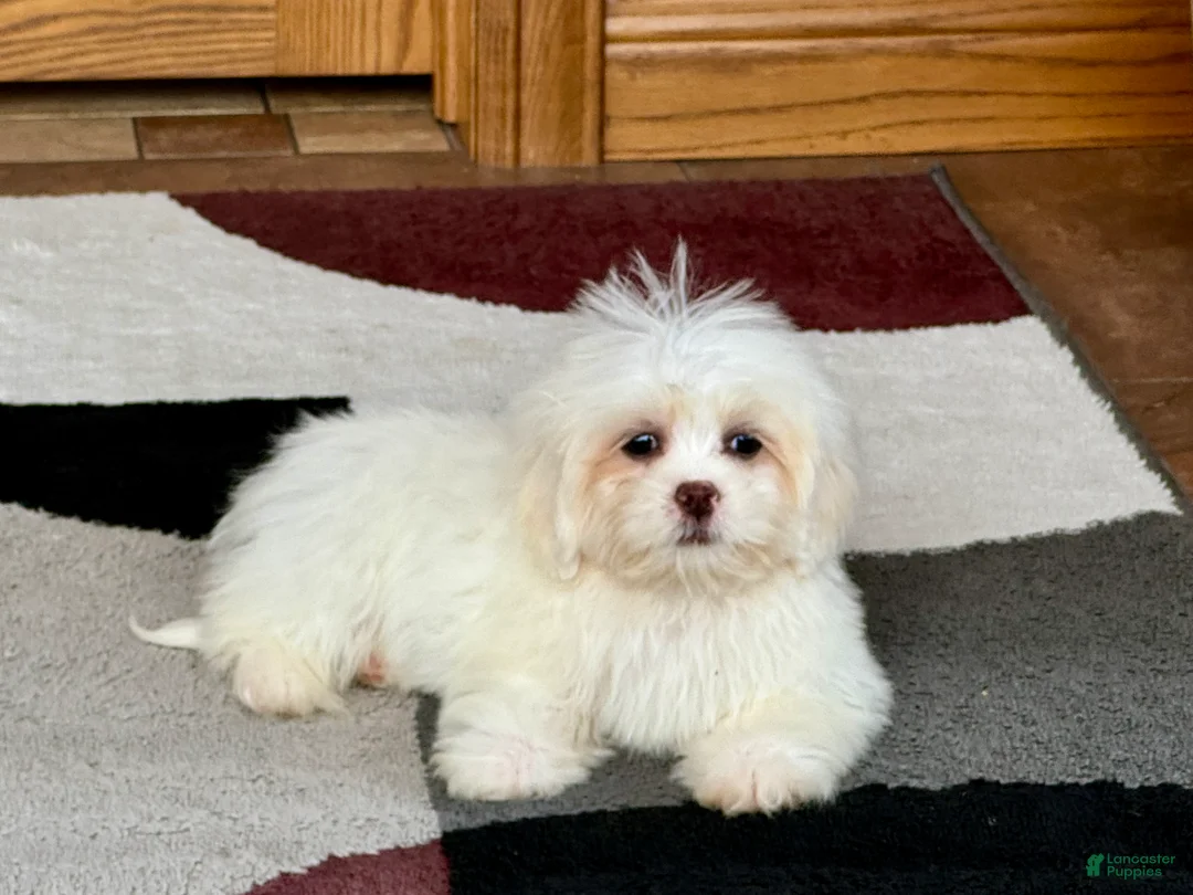 Lhasa Apso dogs for sale: Angel - Ad 9