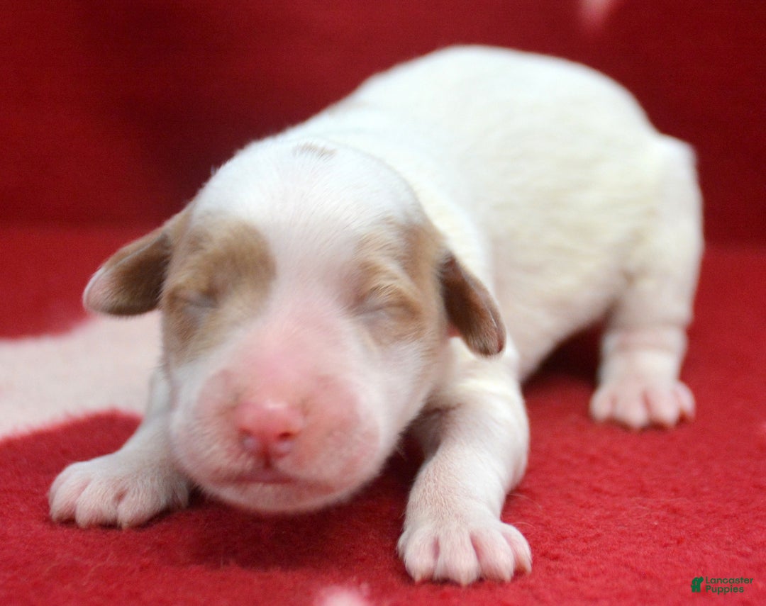 Mini Goldendoodle dogs for sale: Micro Goldendoodle Puppy 2 Don - Ad 1