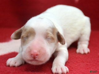 Mini Goldendoodle dogs Micro Goldendoodle Puppy 2 Don - Ad 37