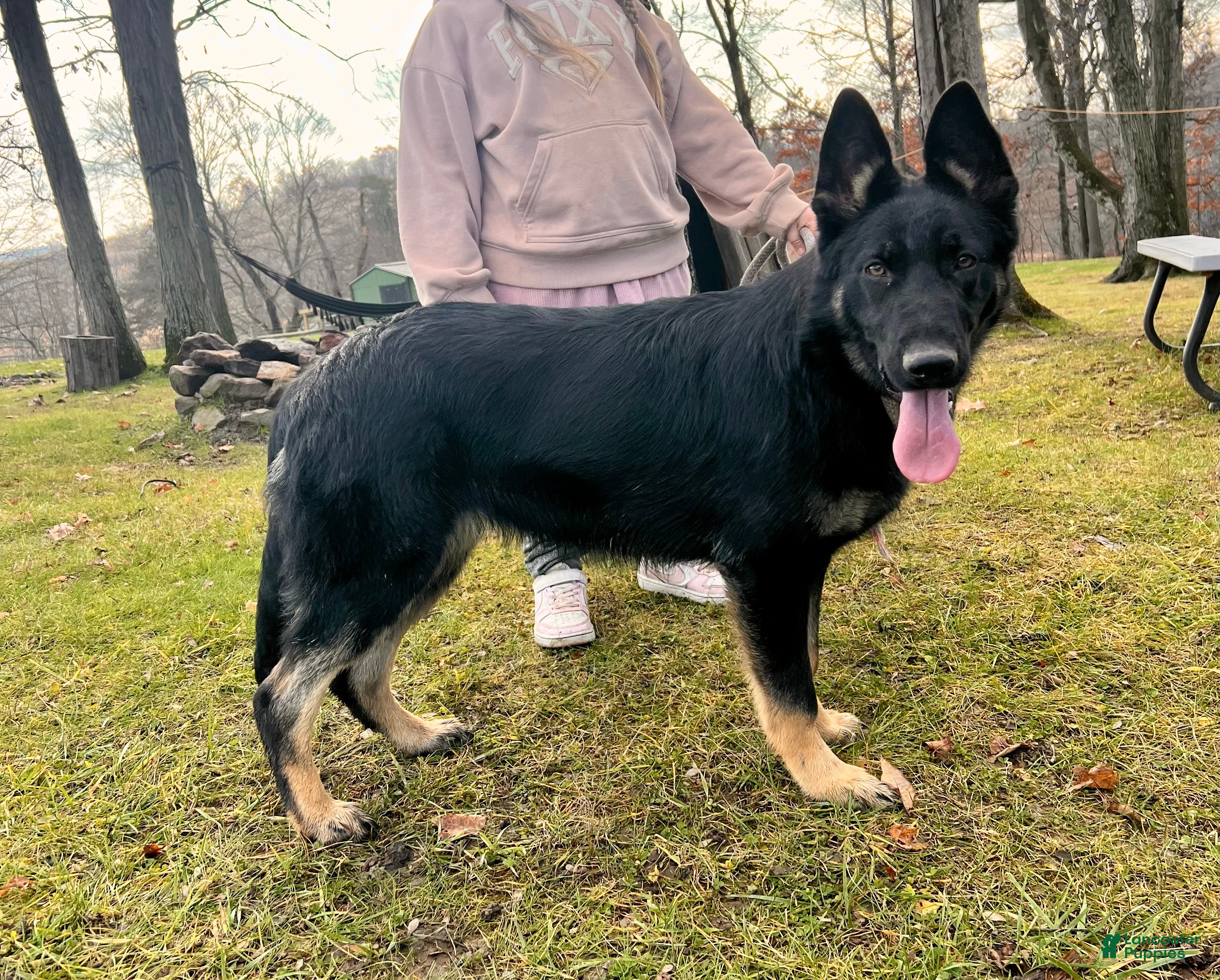 German Shepherd dogs Liberty - Ad 33