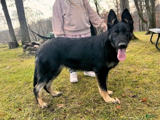 German Shepherd dogs Liberty - Ad 41