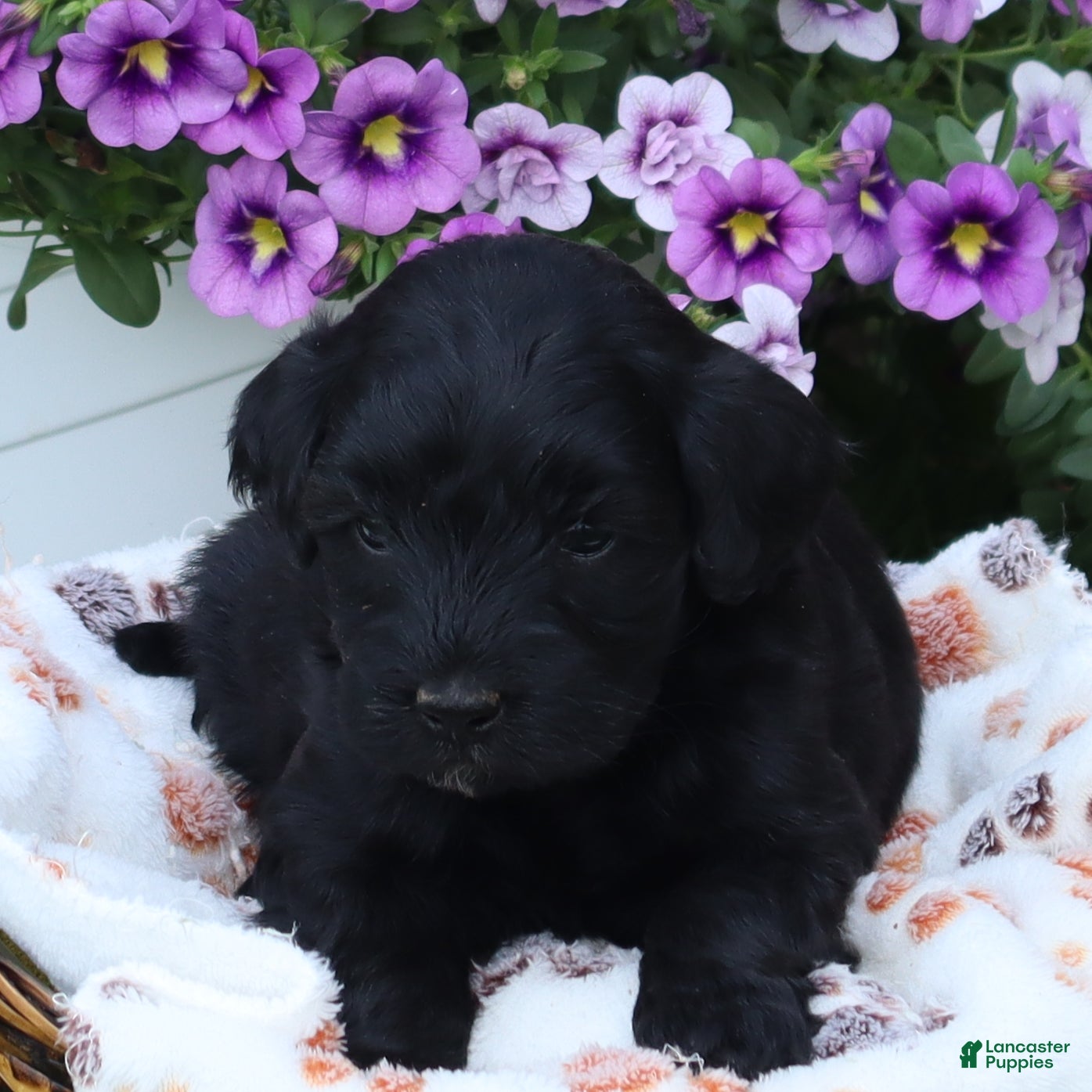 Mini Goldendoodle dogs Finley - Ad 2