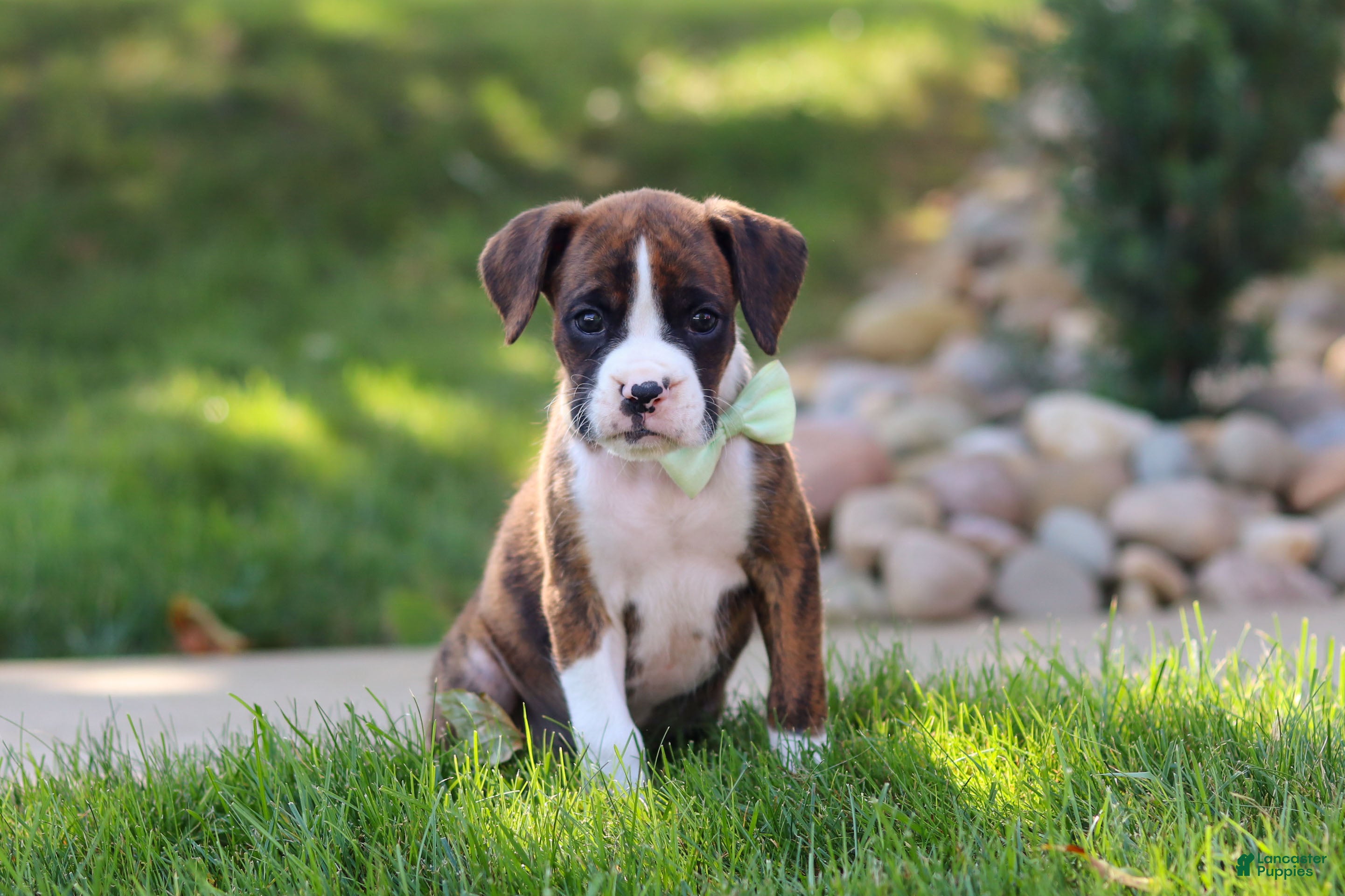 Boxer dogs Leo - Ad 1