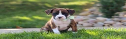 Boxer dogs for sale: Leo - Ad 1