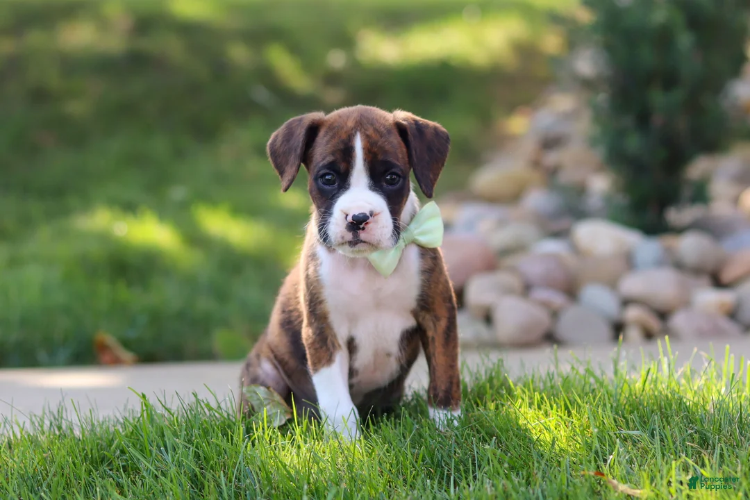 Boxer dogs for sale: Leo - Ad 1