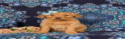 Golden Retriever dogs for sale: Jamie - Ad 4