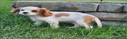 Cavalier King Charles Spaniel dogs for sale: MilkyWay - Ad 10
