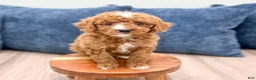 Miniature Poodle dogs for sale: Harry - Ad 9