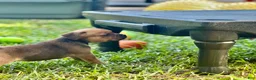 Staffordshire Bull Terrier dogs for sale: Doriane - Ad 8