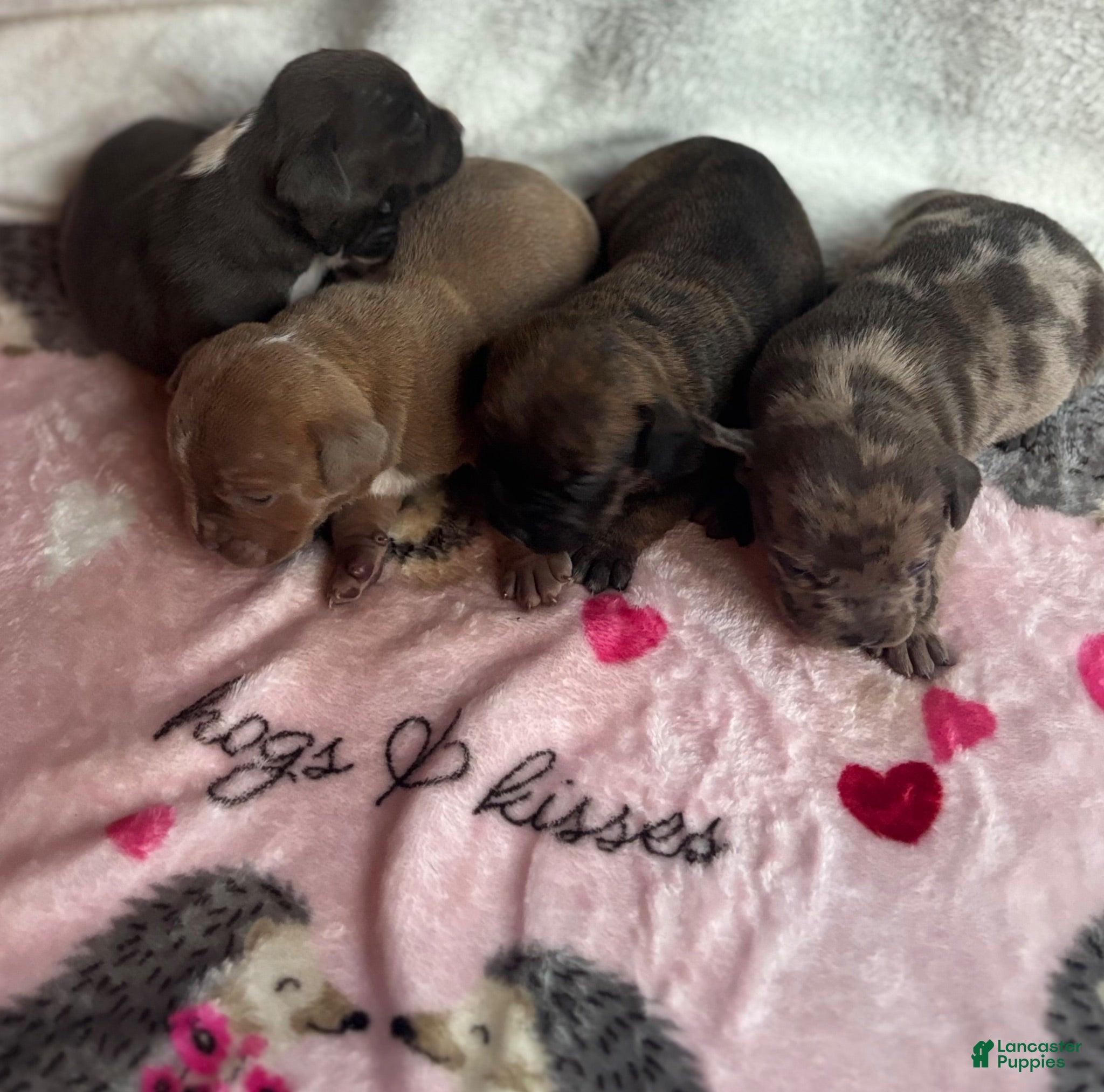 American Bully dogs American Bully 3 - Ad 7