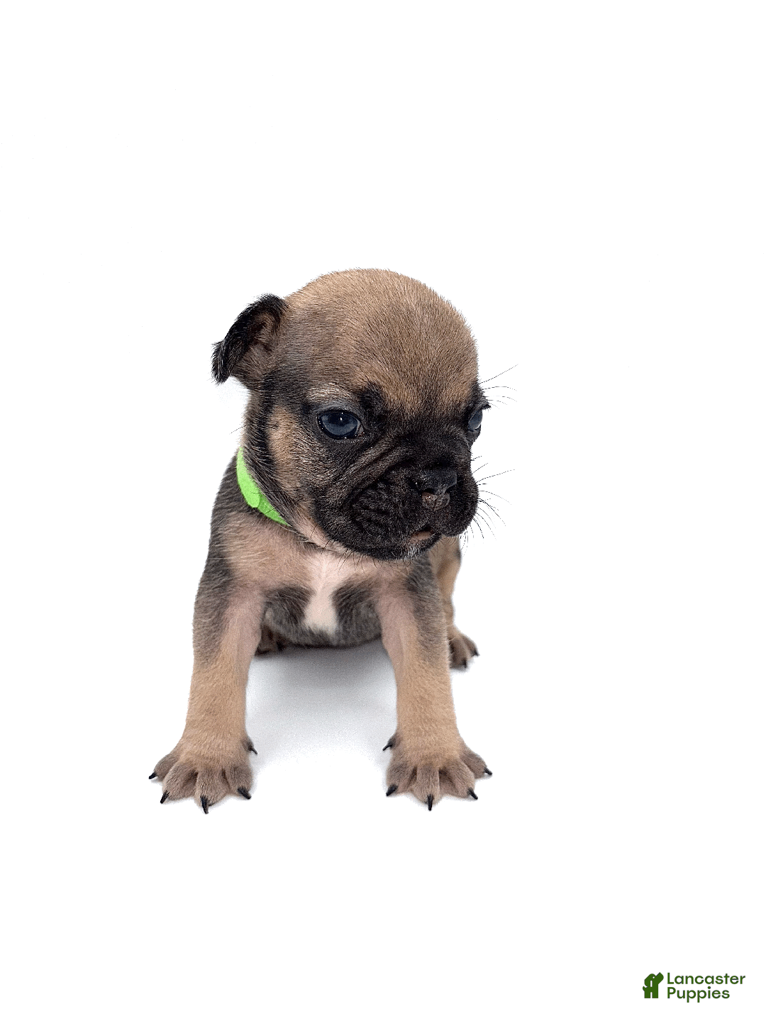 French Bulldog dogs for sale: French Bulldog Puppy 4 - Ad 2
