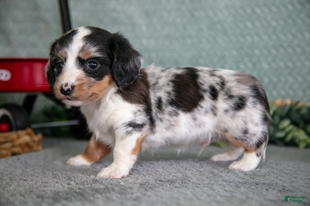 Miniature Dachshund dogs for sale: Baxter - Ad 1