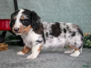 Miniature Dachshund dogs Baxter - Ad 27
