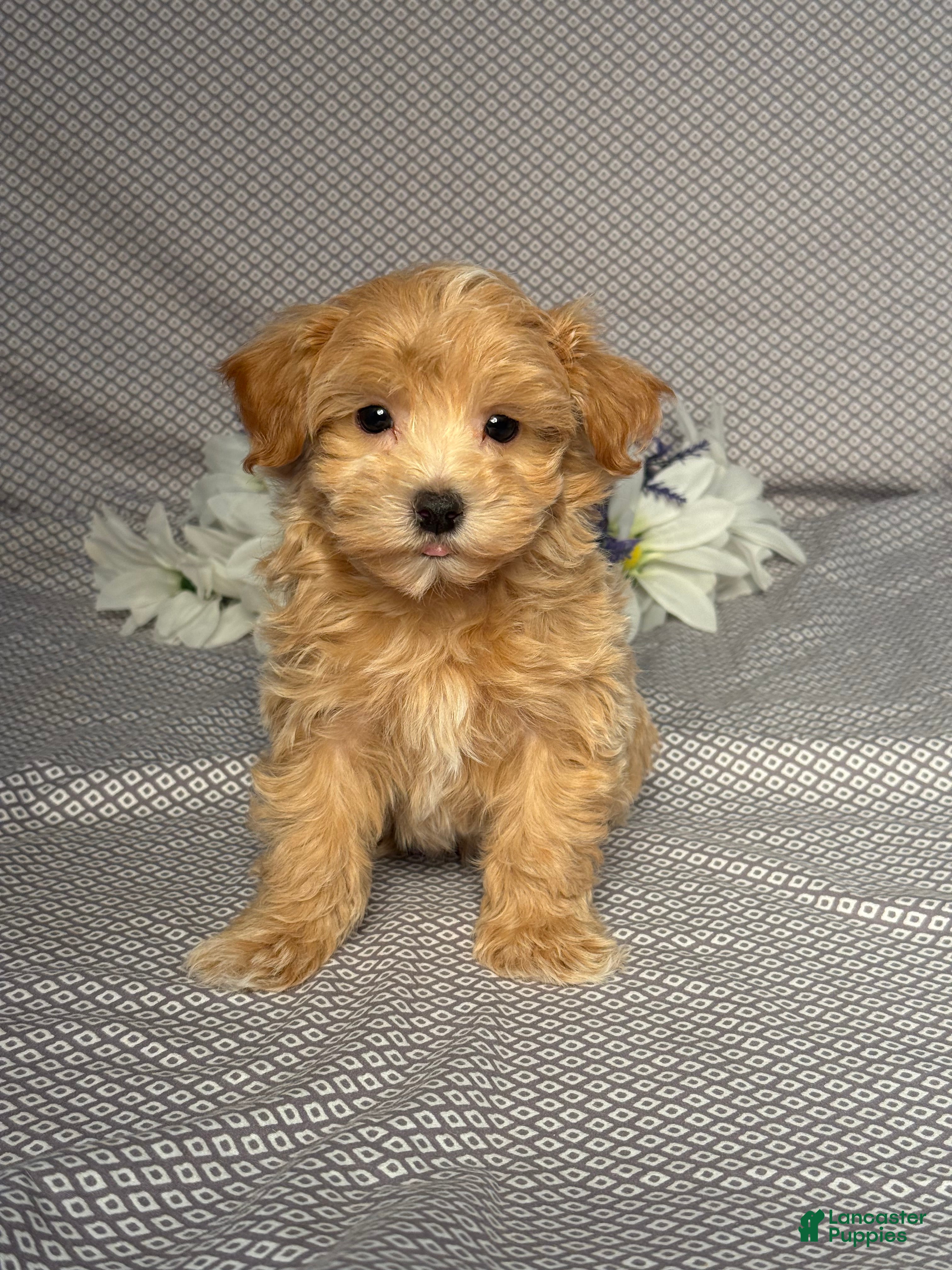 Maltipoo dogs Oscar - Ad 1